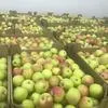 яблоки от прямого поставщика в Омске и Омской области