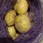 картофель оптом  в Омске 5