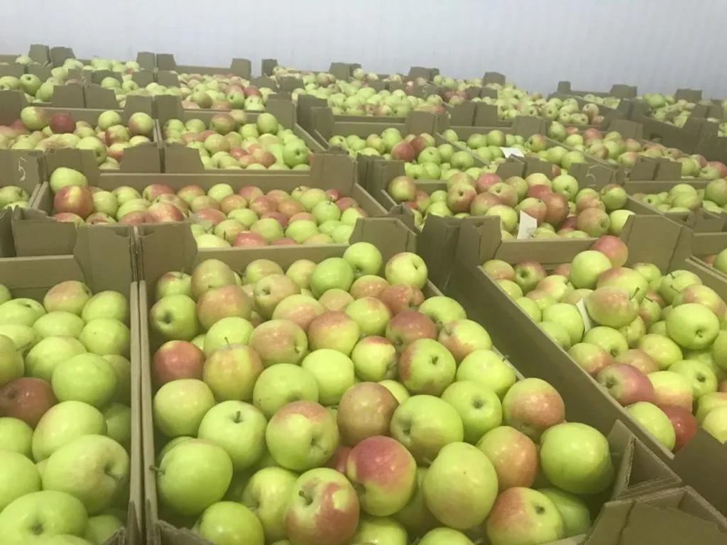 яблоки от прямого поставщика в Омске и Омской области